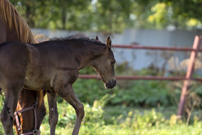 Horse standing on field