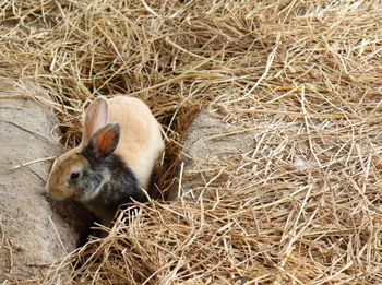 Cute rabbit is running on hay