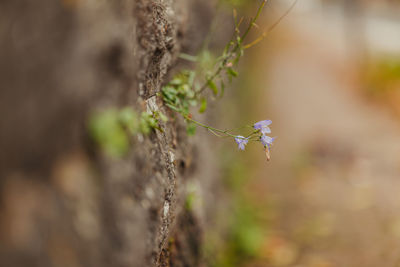 Close-up of flowering plant