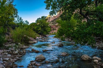 River amidst trees in forest against clear sky