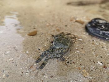 Close-up of caterpillar on sand