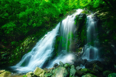 Low angle view of waterfall in forest