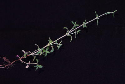 Close-up of plant against black background