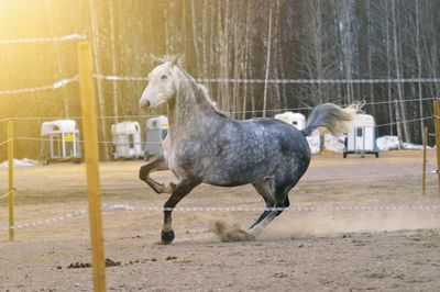 Side view of a horse standing on land