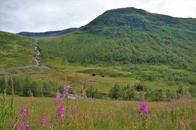 Scenic view of grassy field by mountains against sky