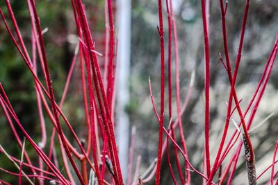 Close-up of plants against blurred background