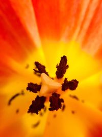 Close-up of hibiscus