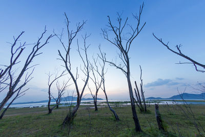 Bare trees on field against sky