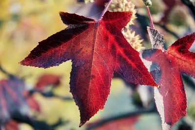 Close-up of red maple leaves on tree