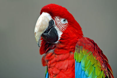 Close-up of macaw parrot