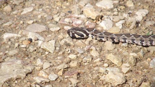 Close-up of lizard on rock