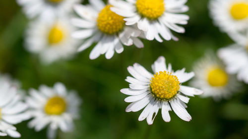 Close-up of white daisy flowers