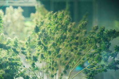 Close-up of plant