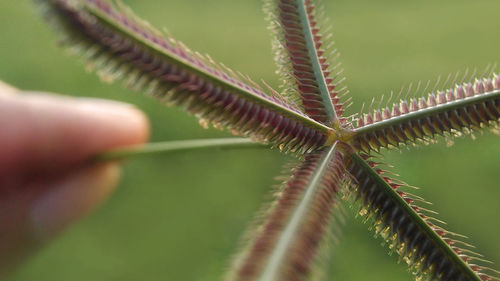 Close-up of hand on leaf