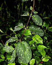 Close-up of wet tree