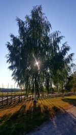 Trees on field against sky