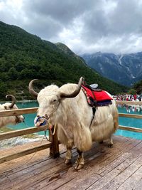 Horse standing on wood against mountains