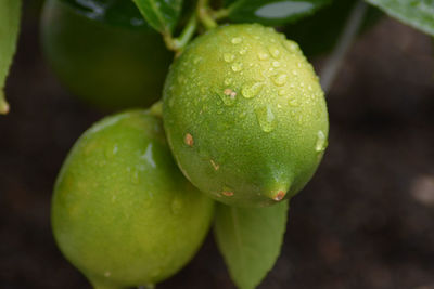 Close-up of wet lemon growing on plant