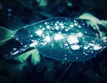 Close-up of wet plant
