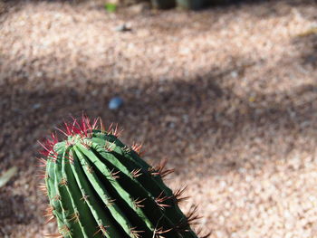 High angle view of succulent plant on field