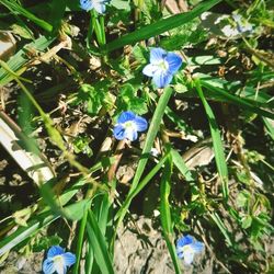 Blue flowers growing in plant