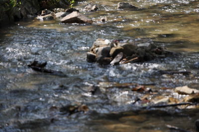 Surface level of rocks in water