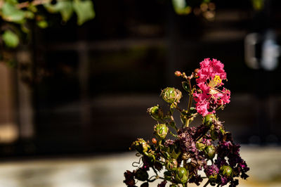 Close-up of flowers against blurred background