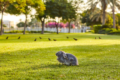 A grey rabbit sits warily in the summer sun on a green meadow in a city park, close-up