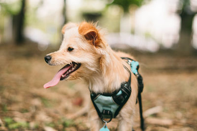 Close-up of dog