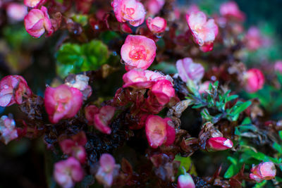 Close-up of pink flowering plants