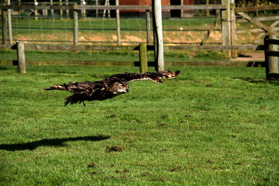 Full length of eagle owl flying over grassy field