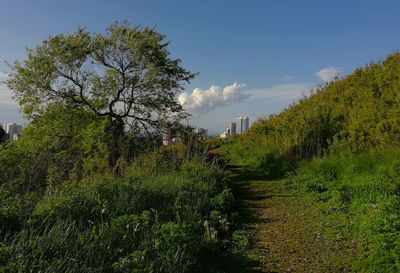 Trees on field against sky