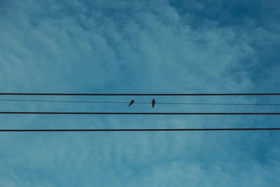 Low angle view of birds perching on cable against sky