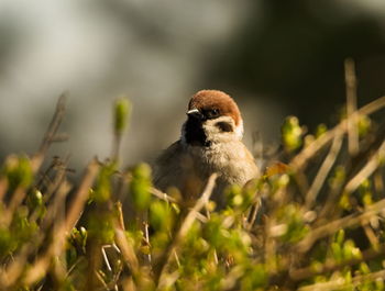 Close-up of bird perching on plant