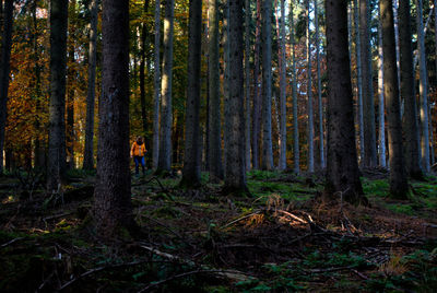 Trees in forest