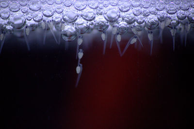 Close-up of jellyfish swimming in sea