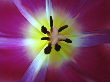 Extreme close up of flower