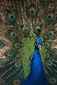 Close-up of peacock