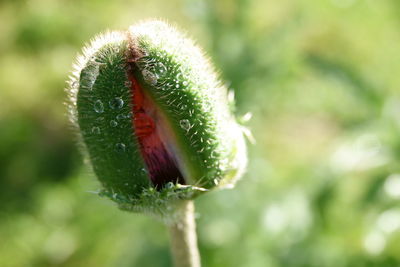 Close-up of flower bud