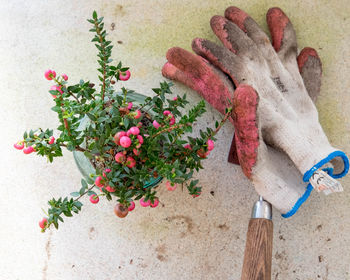 Close-up of hand on flower