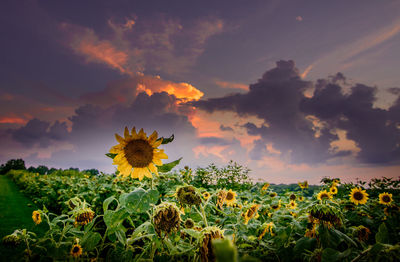 Close-up of sunflowers blooming on field against sky