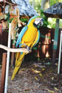 Close-up of yellow bird perching on wood