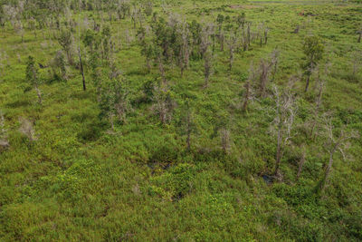 High angle view of a forest