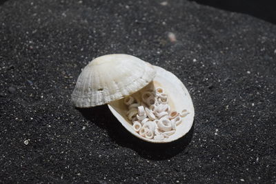 High angle view of seashell on road