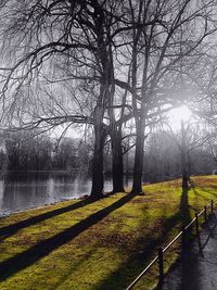 Bare trees by lake