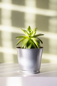 Potted succulent plant in sun light, close up. houseplant on white shelf.