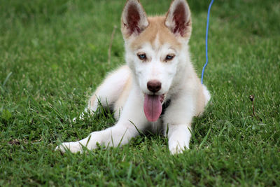 Portrait of dog on field