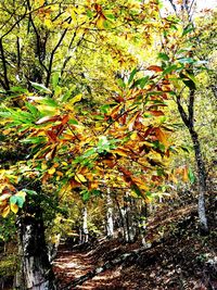 Trees growing in forest during autumn