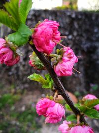 Close-up of pink flowers blooming outdoors