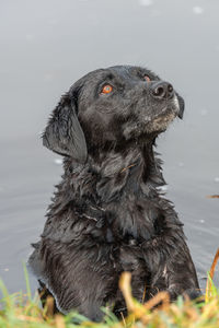 Black dog looking away